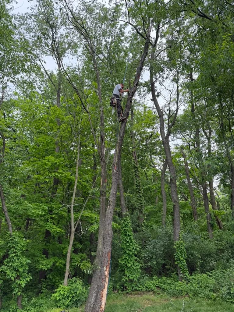 Tree Trimming & Pruning by Ghost Tree Service in Medina County, Ohio